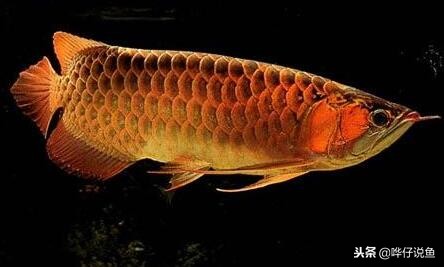 宠物鱼最大的鱼第一名,最新排名前十的宠物