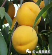 种植新品种果树苗一手货源,各种新品种果树苗木一手货源