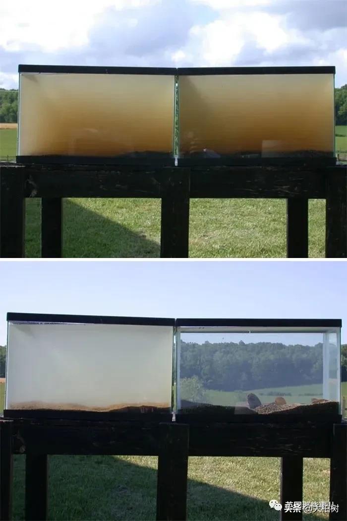 蓝鲸到底有多大,直观感受蓝鲸有多大