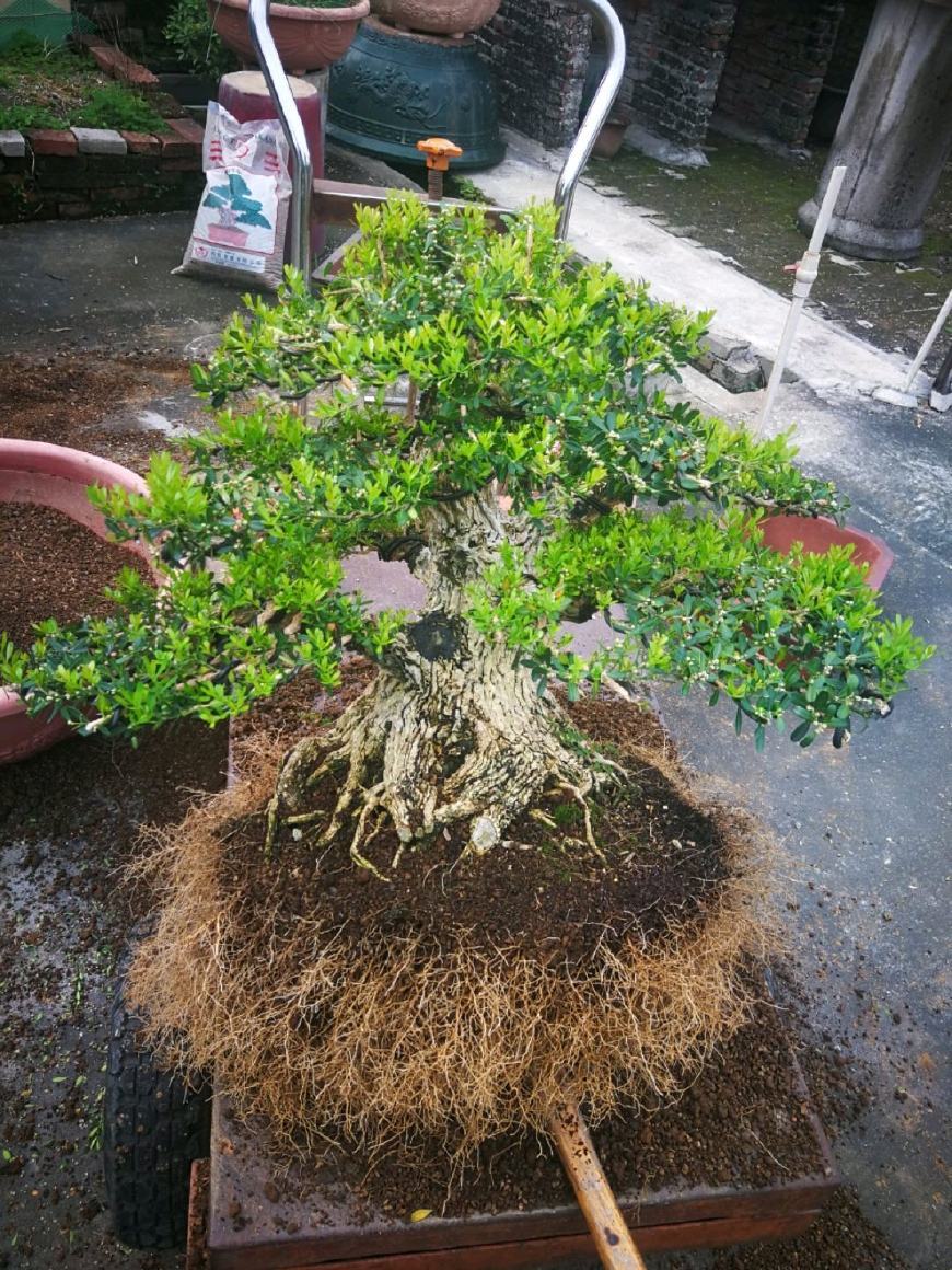 刚买回来的树桩盆景怎么处理,购买新盆景