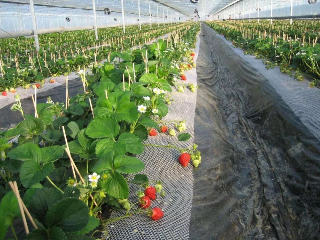 日本人租1500亩野草疯长5年,租地1500亩办农场