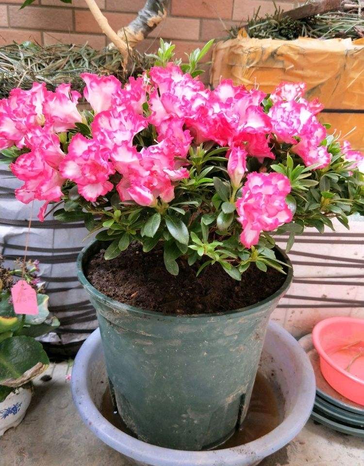 杜鹃花花苞下发新叶,养好杜鹃花用什么土最好