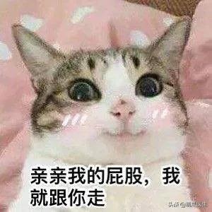 猫放屁把自己臭吐了,猫居然也会吐口水