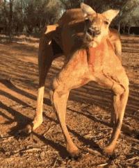 澳洲网红袋鼠去世,网红袋鼠离世