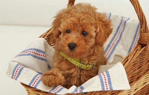 狗狗来大姨妈怎么办？