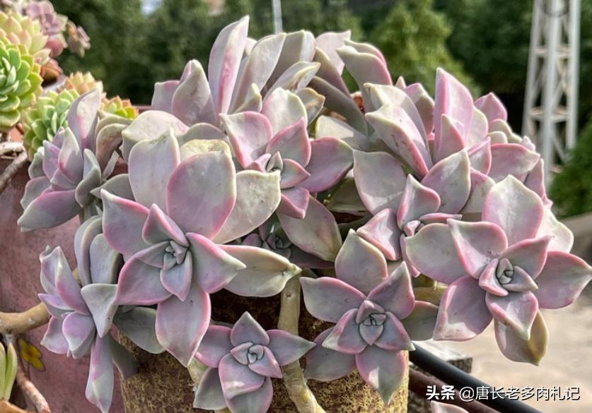 雾里看花——韩国初恋和韩彩莲身世成谜，它们会是同一种多肉吗？