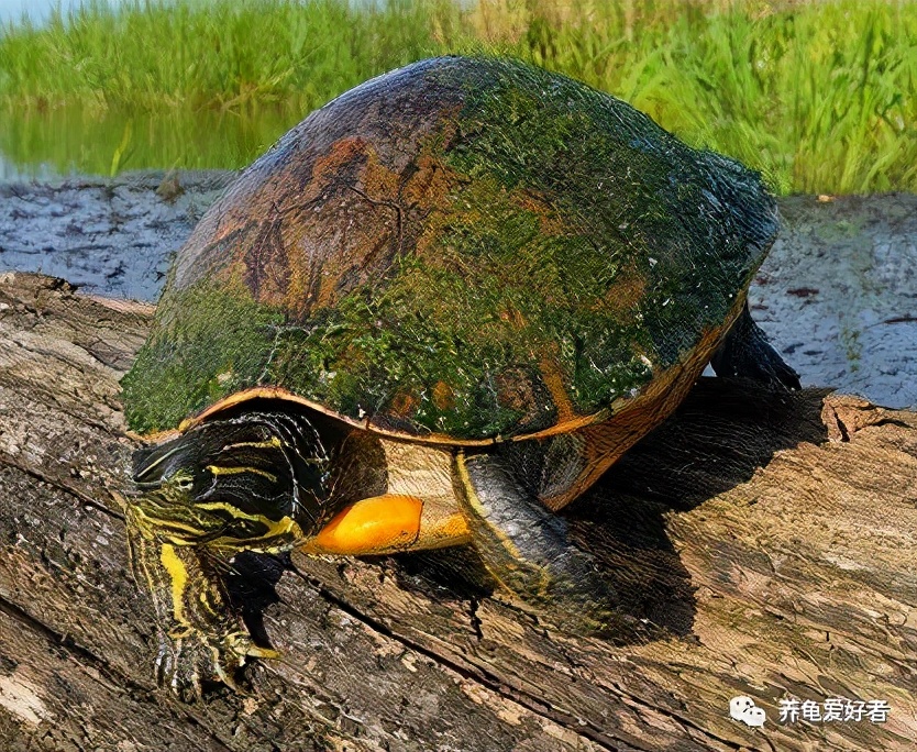 鸡龟是锦龟吗,鸡龟叫什么名字