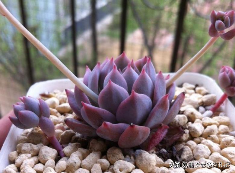 粉蔓多肉态势图,粉蔓多肉全态势