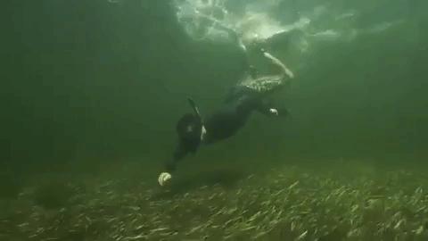 会跑路的扇贝你吃了吗,海鲜大咖活扇贝怎么处理干净