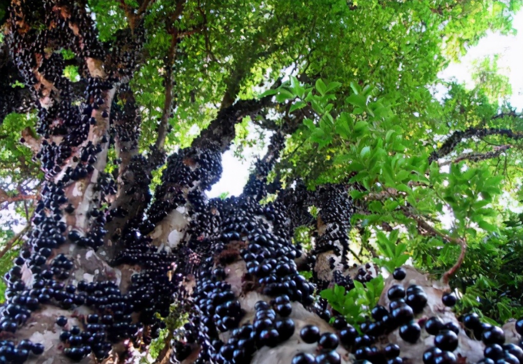 5年前百元一斤的土豪果,30几元一斤的土豪果