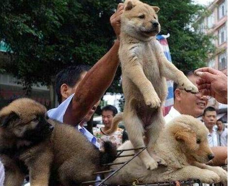 创业养狗靠谱吗,养狗需要买什么必需品