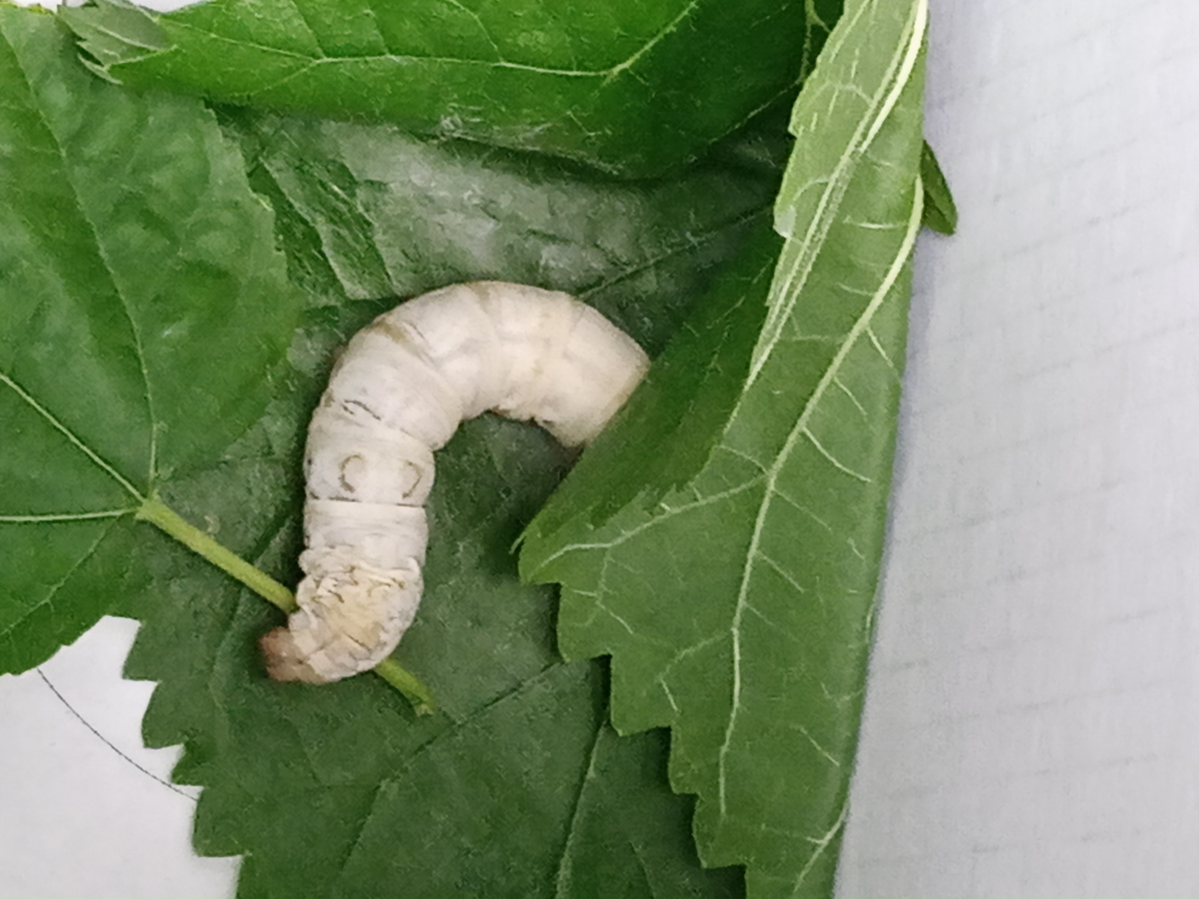 让孩子养个蚕宝宝,小学生在家里怎么养蚕宝宝