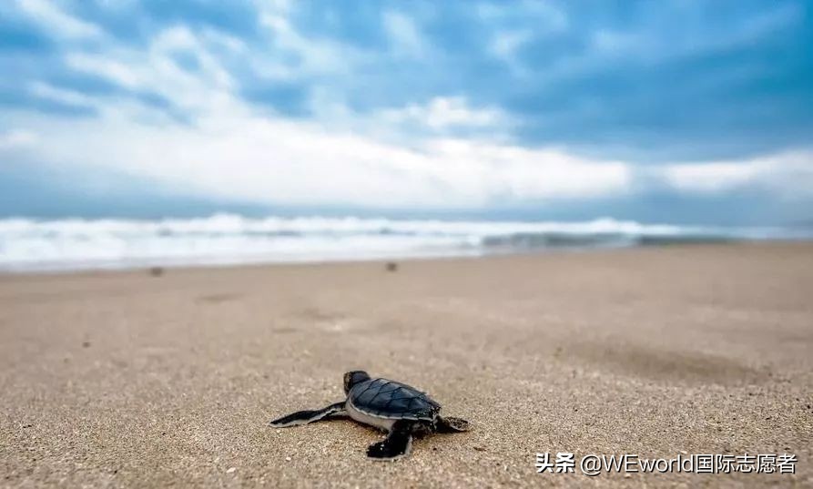 WEworld全球体验官招募|4大志愿者项目0元出发