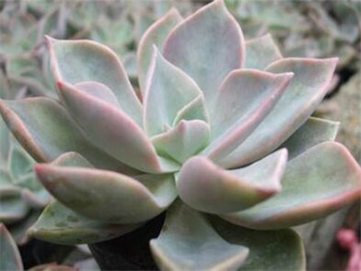 初恋多肉多少度耐寒,初恋多肉和胧月区别