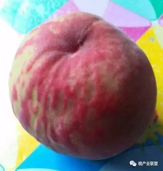 防治桃穿孔病最好的药物,防治桃果的病虫害的方法