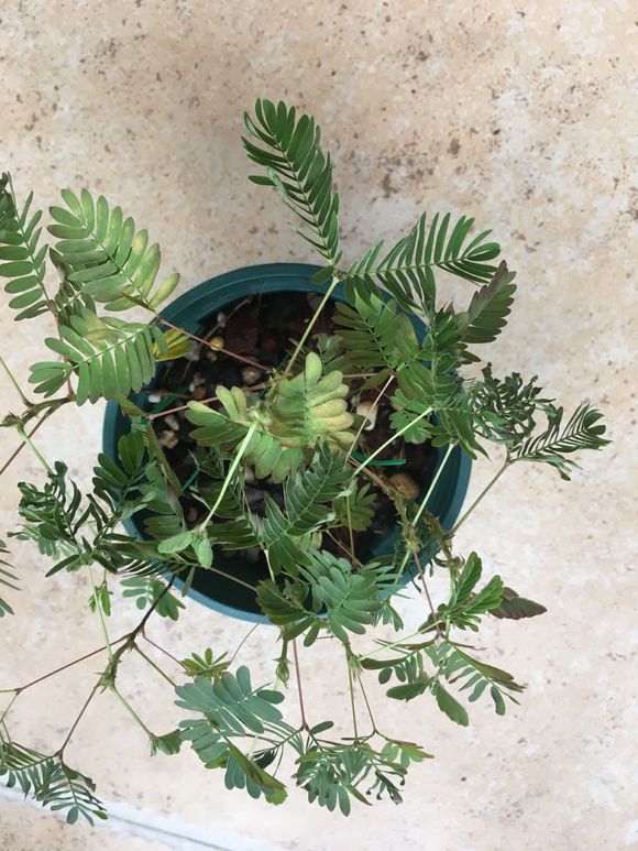 含羞草黄叶干枯怎么补救,含羞草叶片发黄枯萎怎么挽救