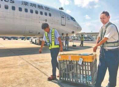 郑州到成都宠物托运,成都到重庆托运宠物多少钱