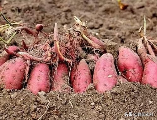 红薯如何种植高产教你三招,红薯种植提质增产解决方案