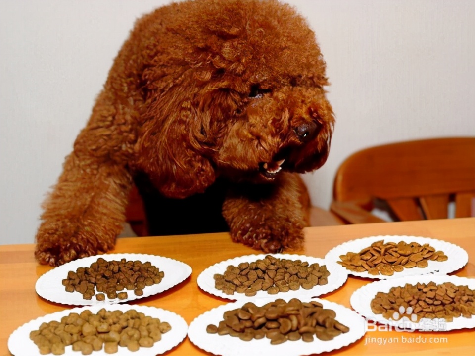 泰迪出现这几种异常行为，是因为它“缺爱”