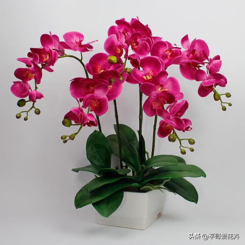 家里养的蝴蝶兰如何繁殖,蝴蝶兰如何防止烂根