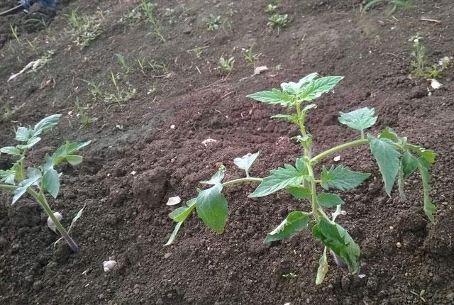 番茄种植，溃疡病传播快，危害大，难以控制，该如何进行防治呢？