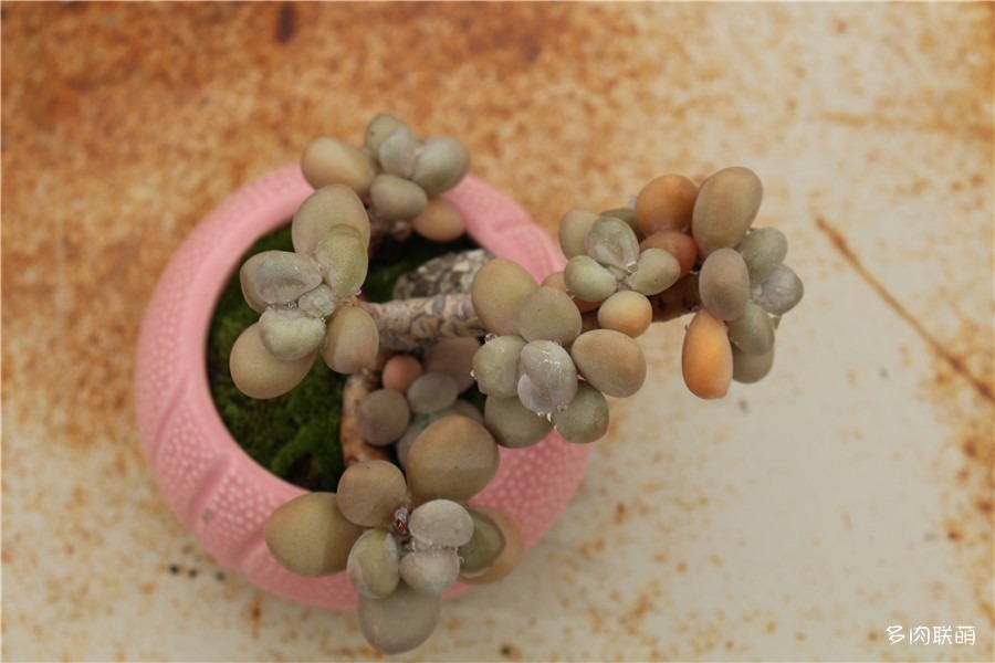 多肉青苔铺面,多肉各种铺面