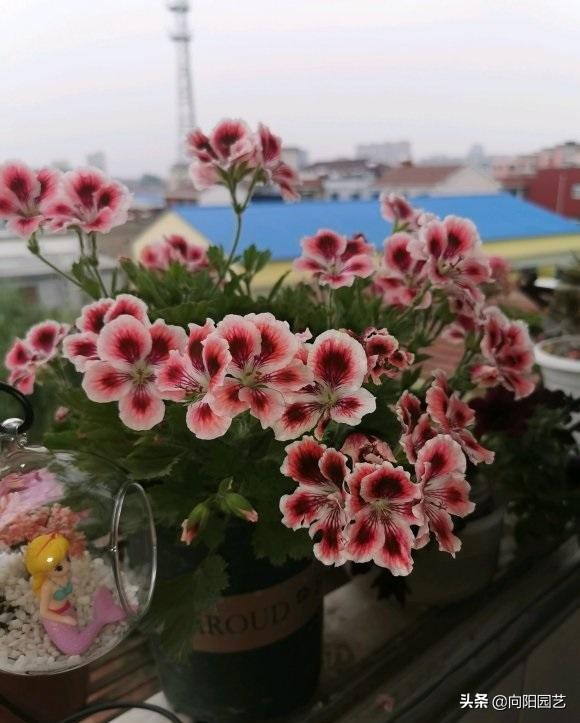 买回来的天竺葵不长根是什么原因,天竺葵开花后管理