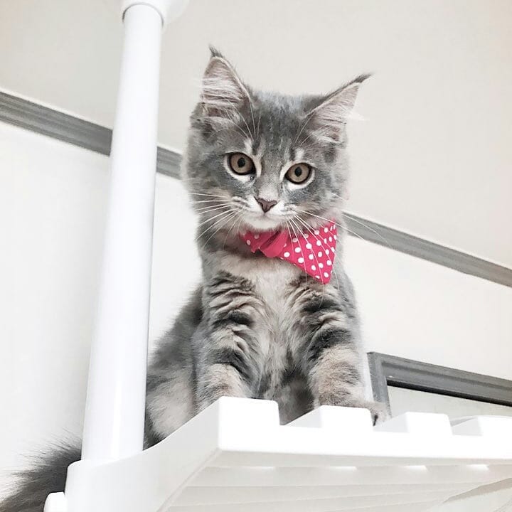 猫瘟热属于哪种病毒,猫瘟热什么症状