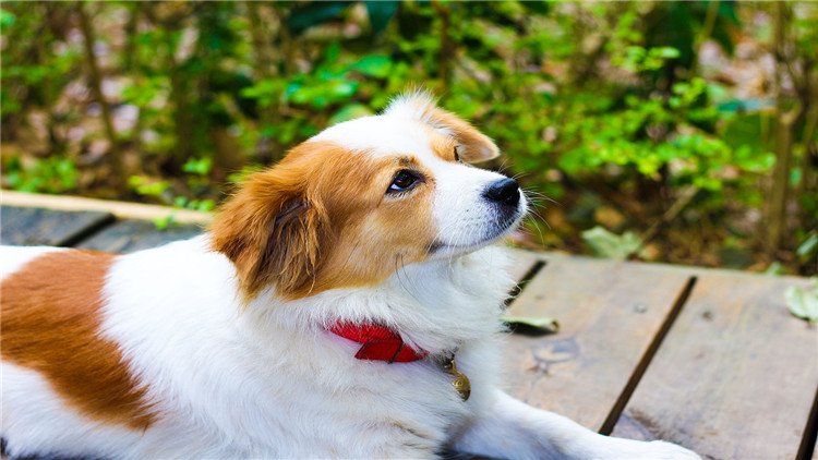 犬发情期关注事项,母小型犬发情怎么处理