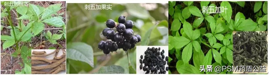 宁得一把五加，不用金玉满车—记五加科植物“刺五加”
