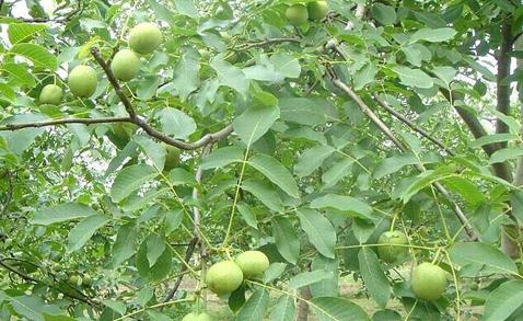 核桃常见病虫害与防治论文,什么病虫害导致核桃黑皮