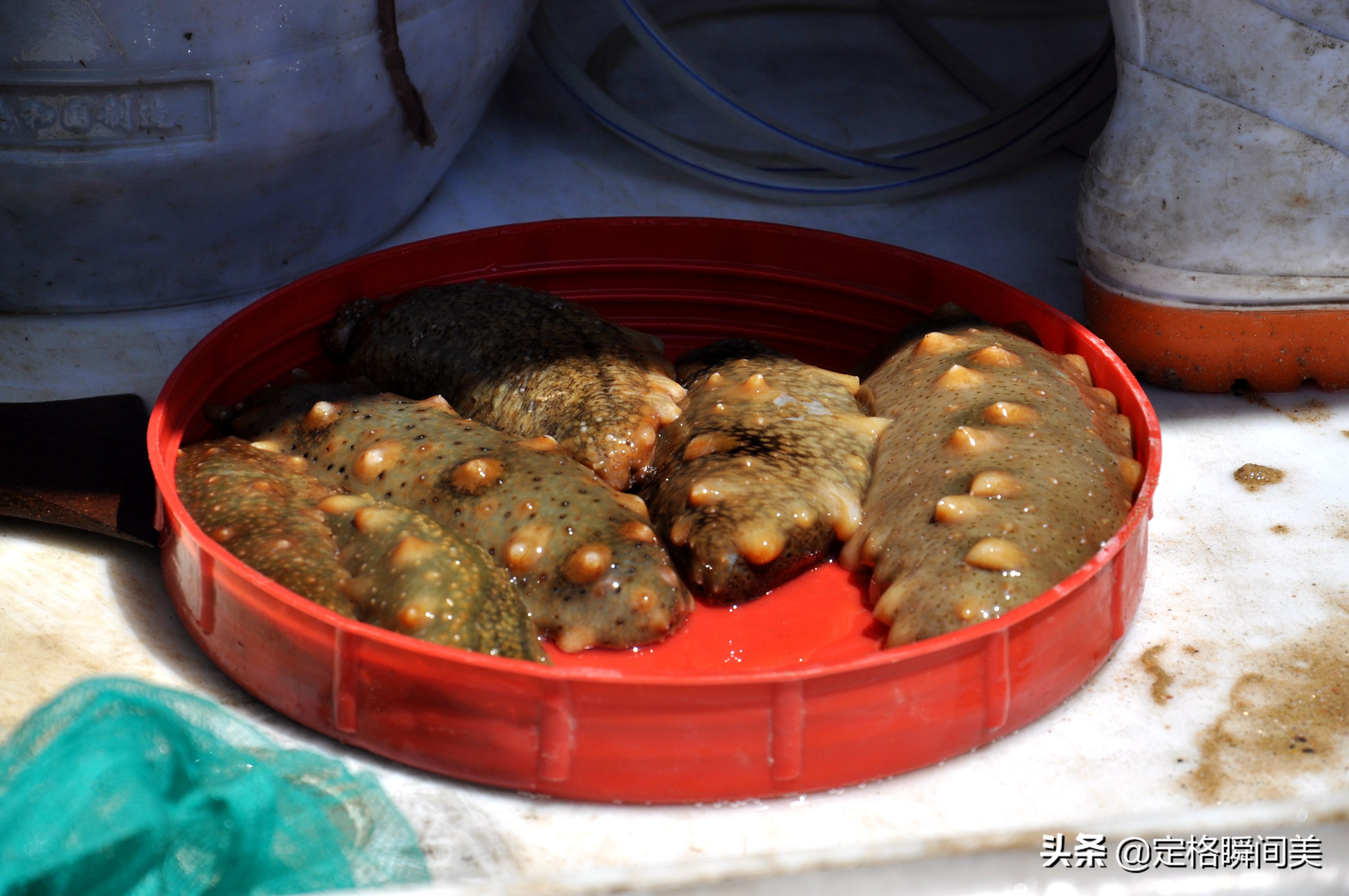 青岛纯野生海参深海海参冷冻即食,青岛纯野生海参