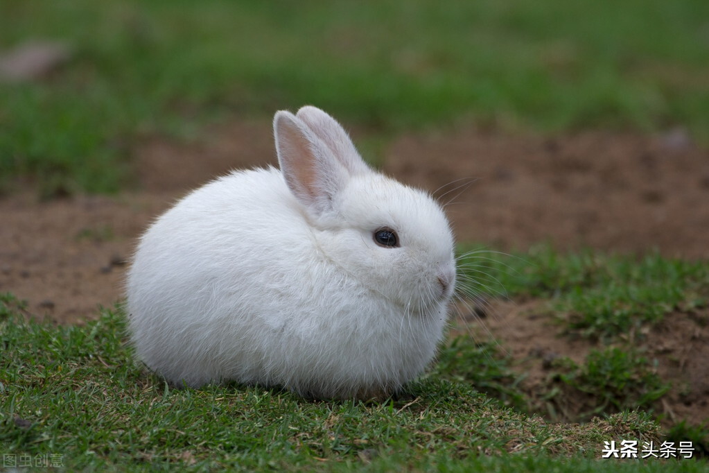 兔子感冒拉稀怎么治疗,兔子拉稀最简单的方法