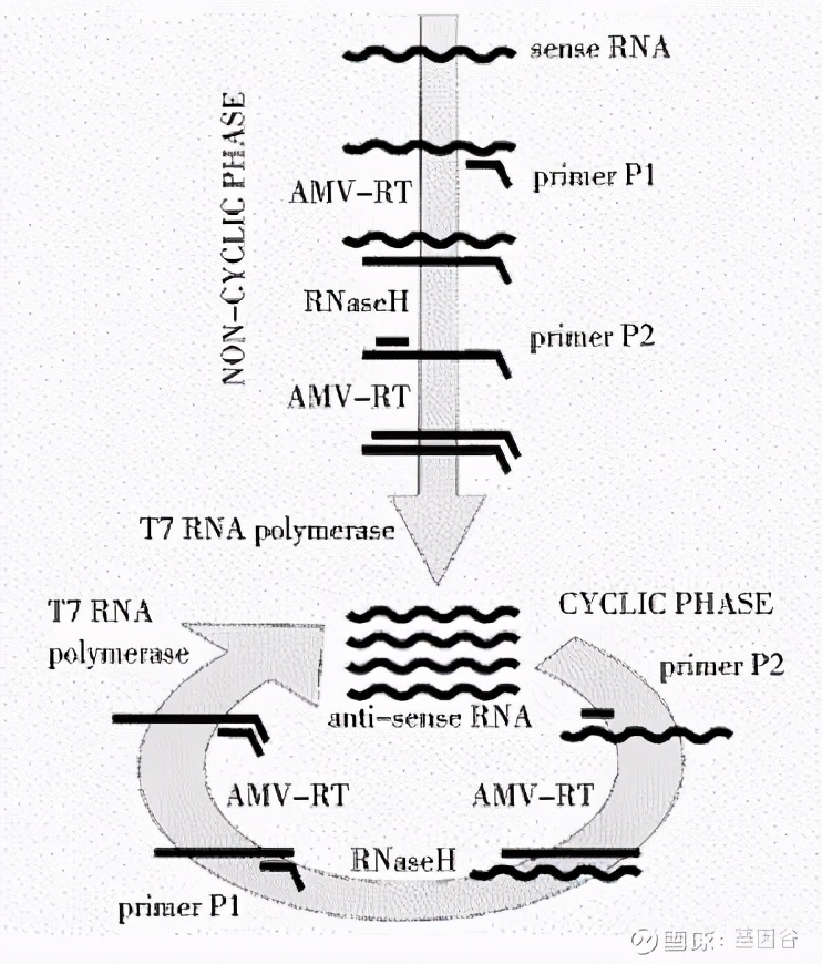 全场硬菜！分子诊断技术全解析