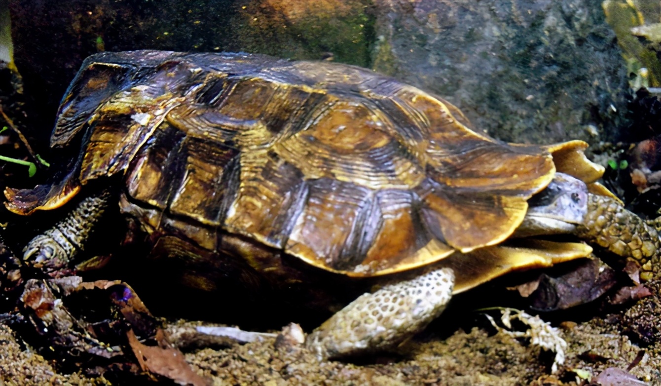 龟类大百科,大眼睛龟类