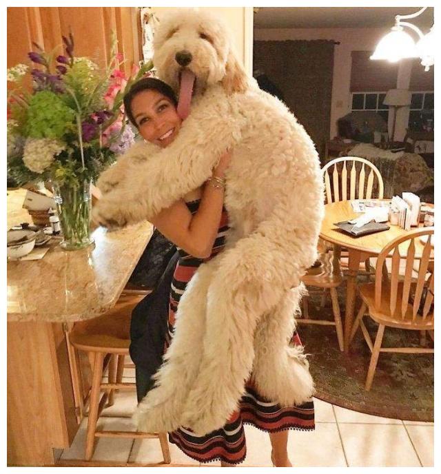 巨型贵宾犬毛色越来越淡怎么办,养一只巨型贵宾犬一个月多少钱