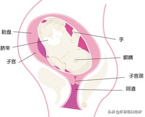 孕早期胎教的正确做法,孕期胎教及营养