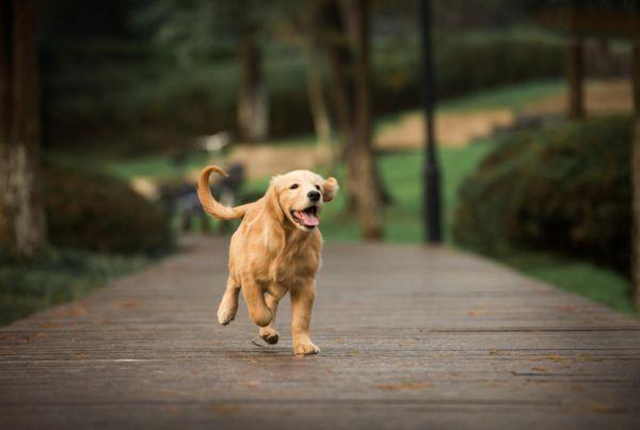 深夜里狗狗吠叫,晚上总能听到狗叫