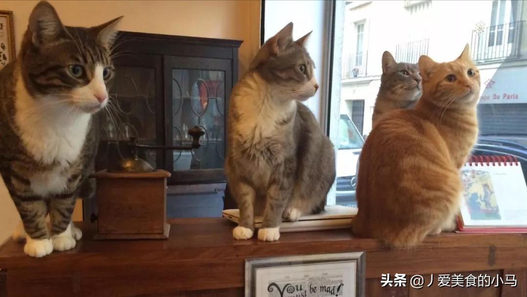 为什么猫屎咖啡好喝,猫屎那么臭怎么有人愿意养猫