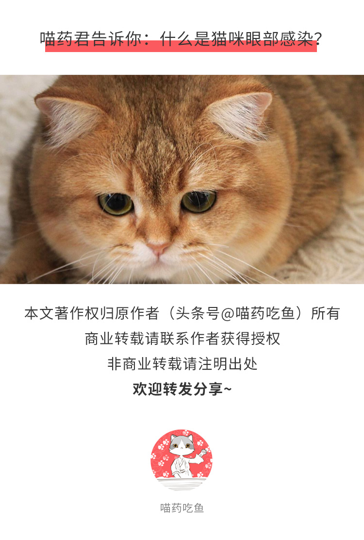 幼猫有眼疾怎么处理,幼猫眼疾怎么用药