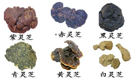 买灵芝孢子粉吃,买灵芝需要关注什么