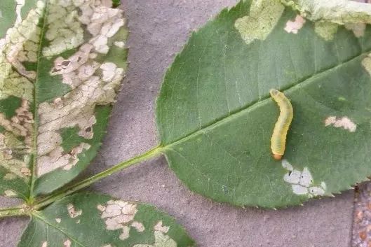 盆栽植物怎么预防土里生虫,盆栽植物病虫害怎么治