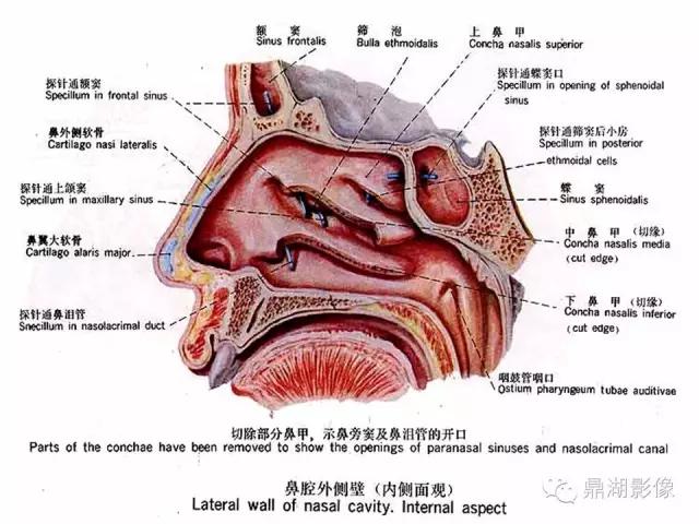 人体神经系统完整解剖图,超全神经系统解剖图近乎完美