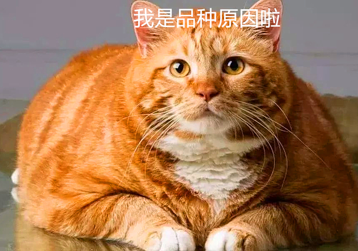 猫咪太胖被嫌弃下决心要努力减肥,猫咪暴瘦怎么长肉