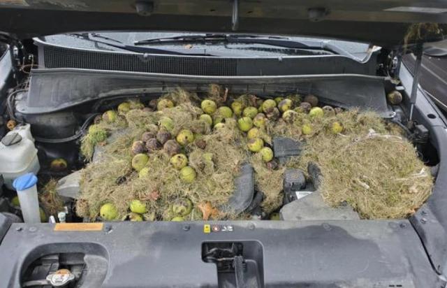 发动机舱有老鼠怎么办清洗多少钱,发动机舱有老鼠出没怎么办