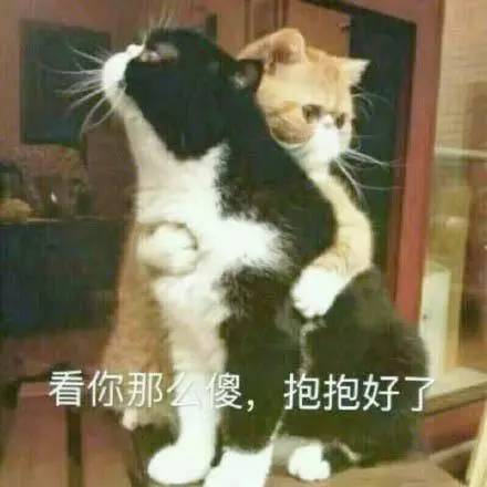 养猫药物,铲屎官必备养狗神器
