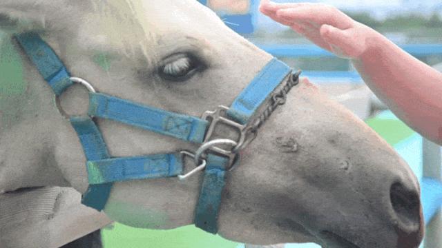 大连么么哒动物园 (大连小众动物园)