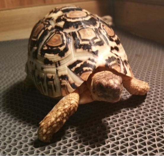 陆龟刚孵化怎么喂养,陆龟小苗怎么养