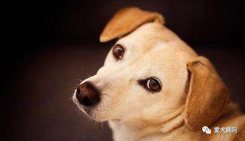 怎样对付狗不听话,怎样对付狗叫扰民