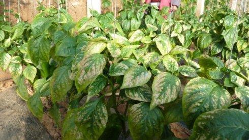 辣椒卷叶黄叶烂根怎么防治,辣椒苗干叶尖是什么原因怎样防治